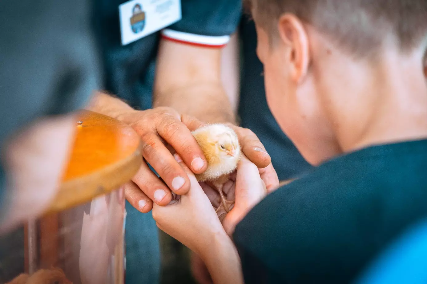 Un jeune garçon tient doucement un poussin jaune dans ses mains, sur un stand en extérieur à la Foire du Mans
