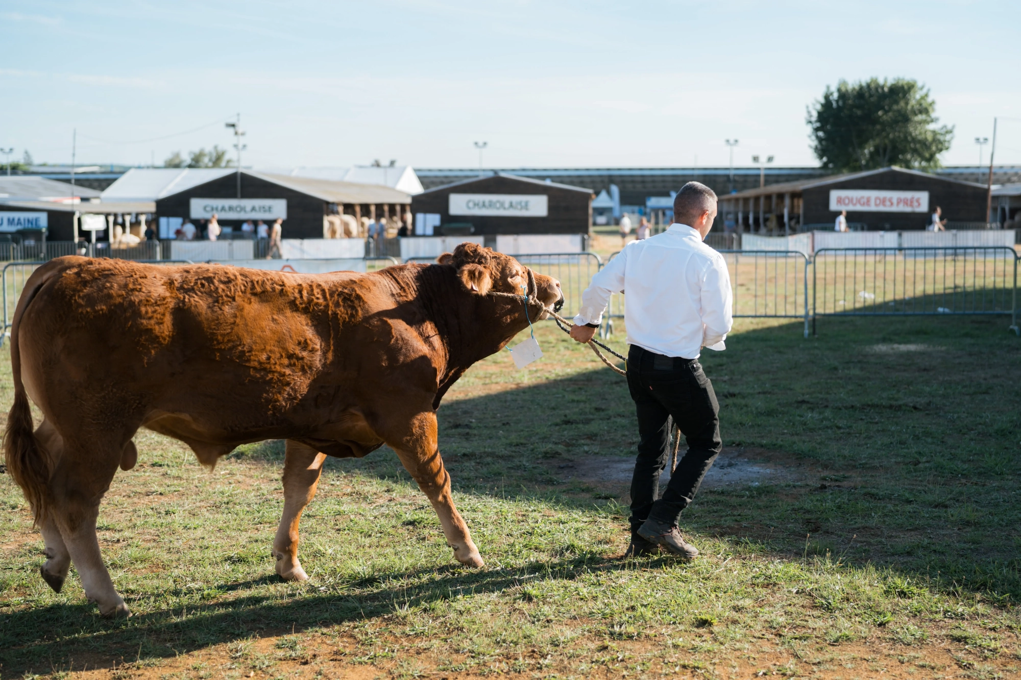 Fermier accompagnant une vache lors d'une démonstration