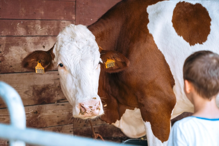 Portrait d'un enfant interagissant avec une vache